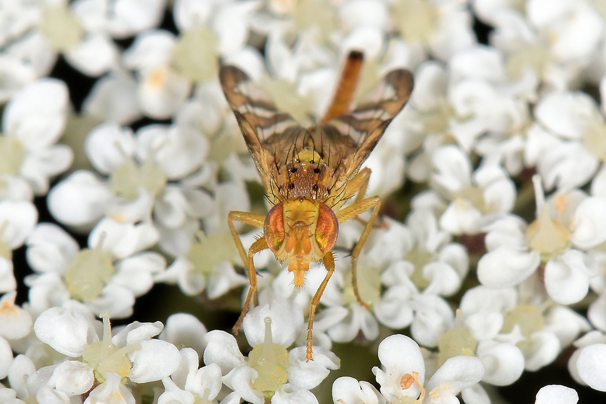 Tephritidae:  Chaetorellia jaceae?  S, femmina